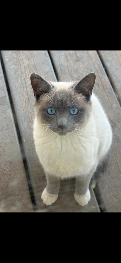 Opal, Adoptable, Kitten Male Siamese.