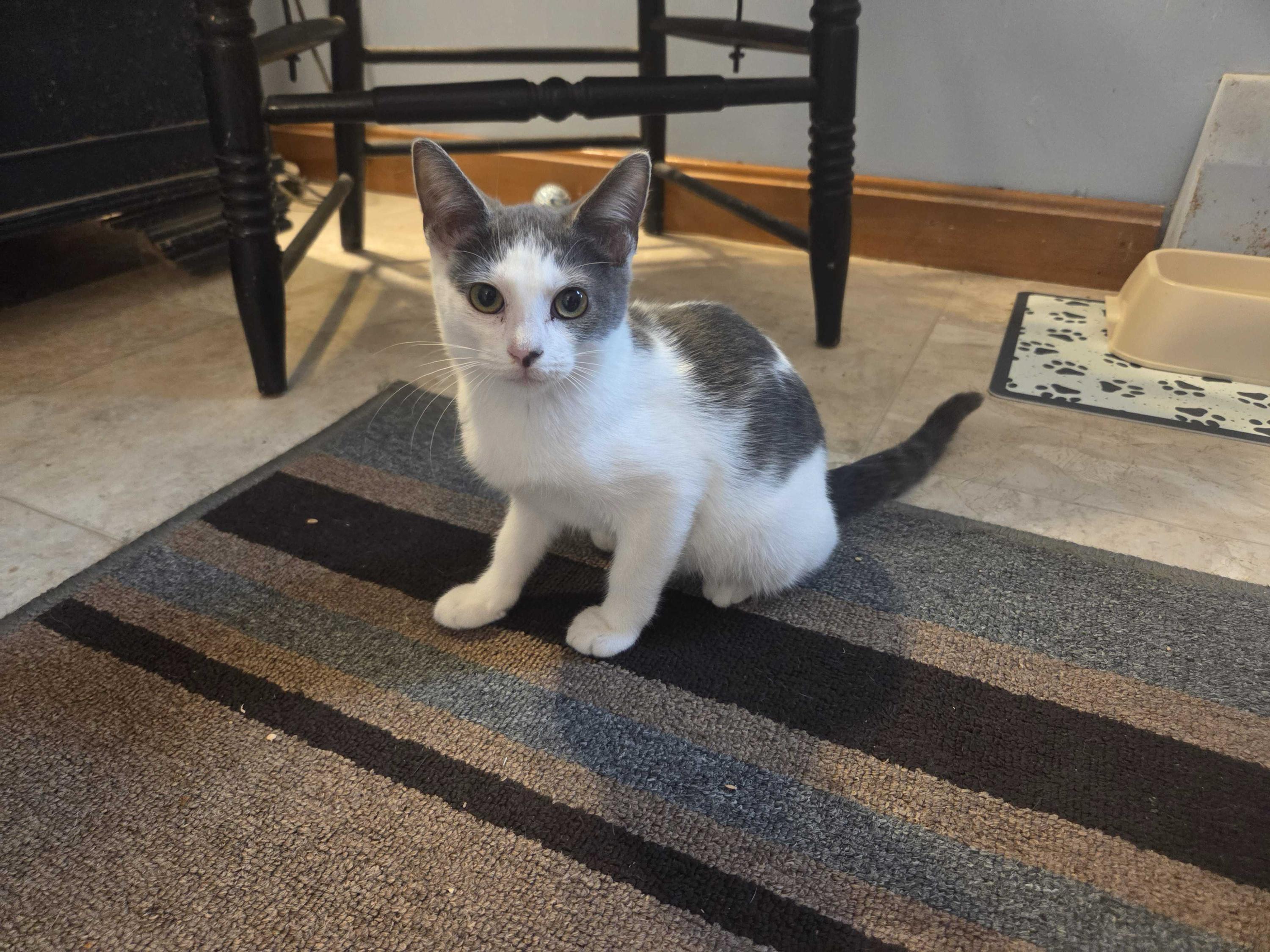 Bonnie, a Adoptable Domestic Short Hair in Bowdoin, ME image 1/4