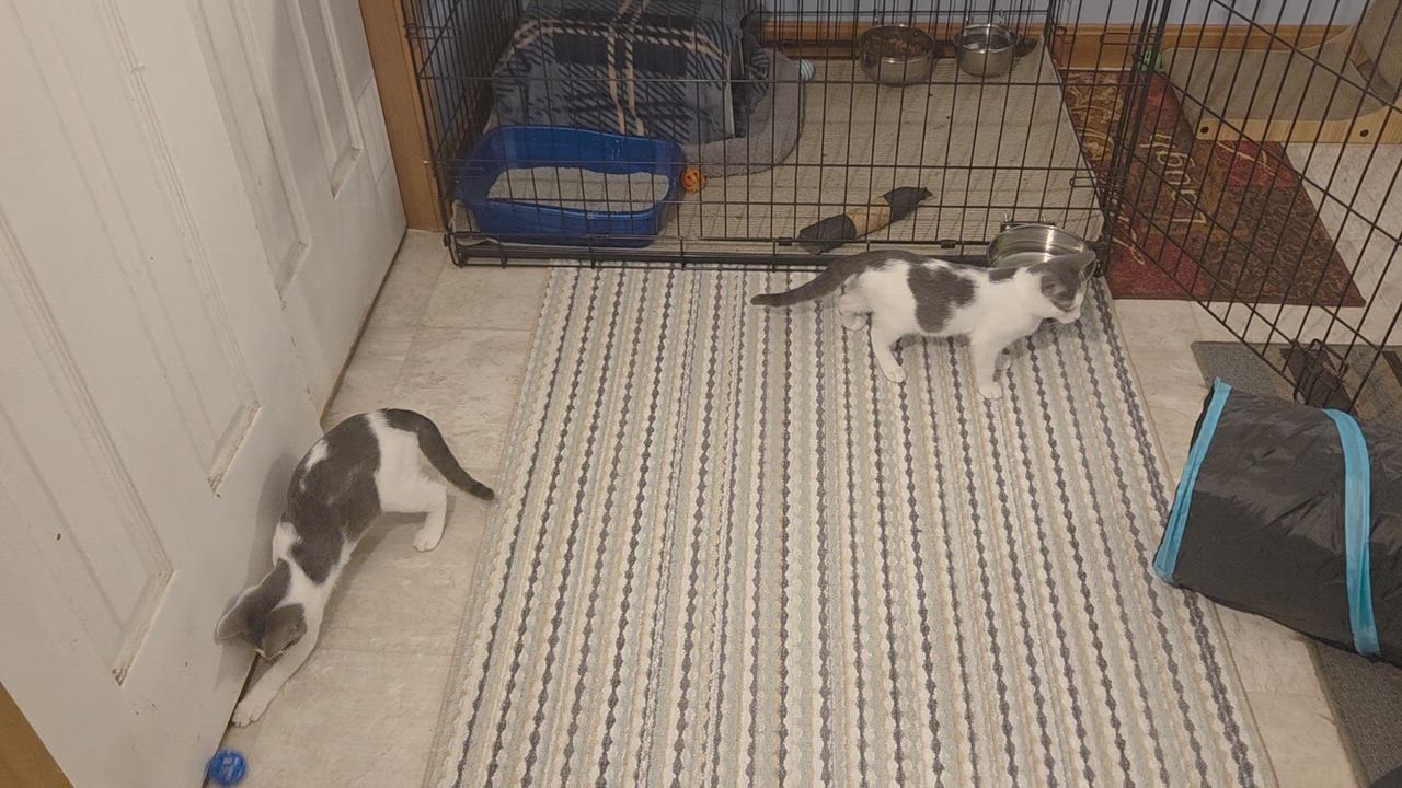 Enlarge Bonnie, a Adoptable Domestic Short Hair in Bowdoin, ME video 4/4