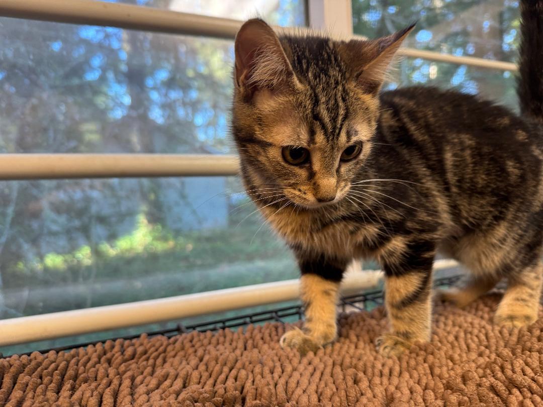 Enlarge Perch, a ADOPTABLE Domestic Short Hair in Kent, WA image 1/1