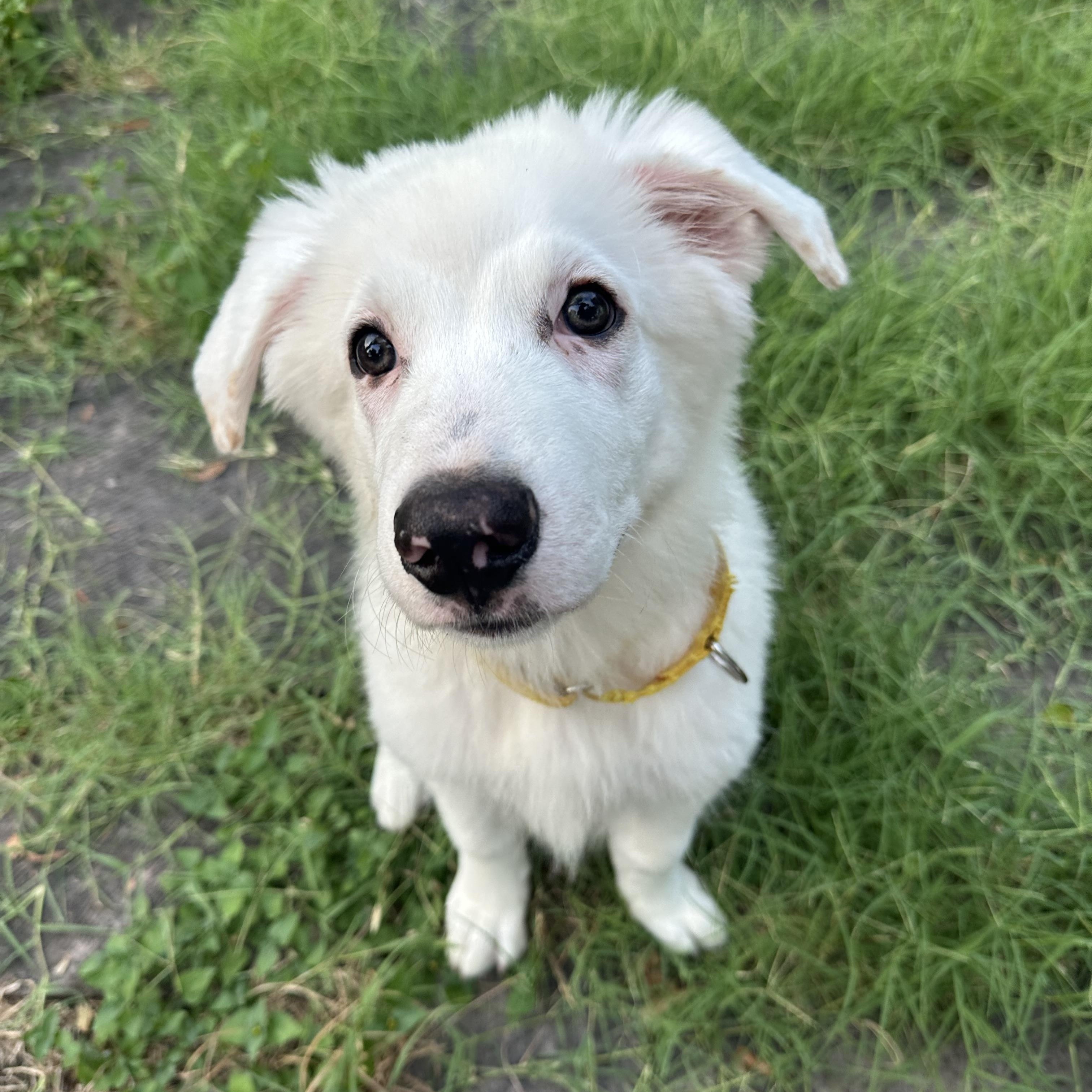 Enlarge Moby, an adopted mixed breed in Pflugerville, TX image 2/5