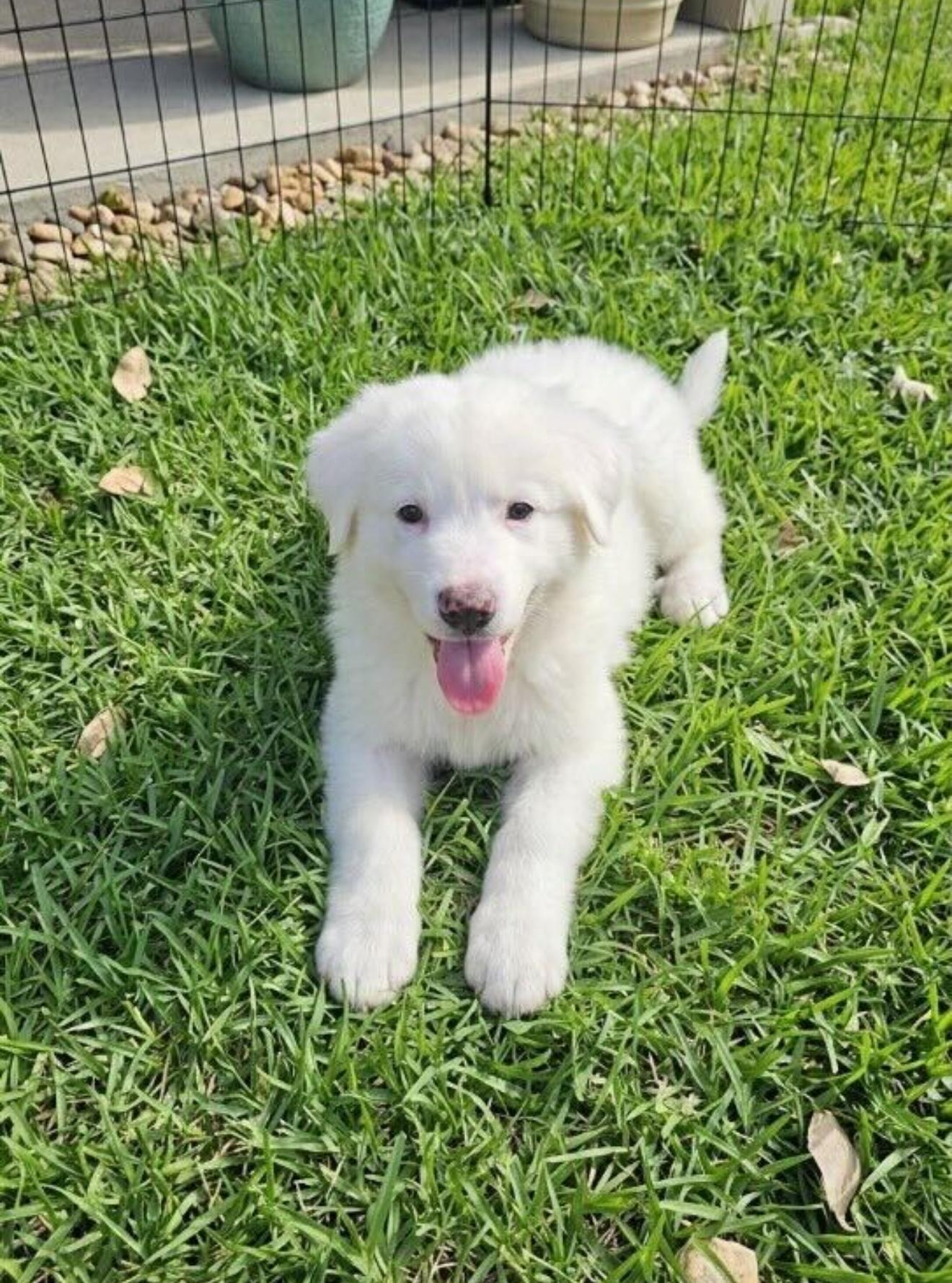 Enlarge Moby, an adopted mixed breed in Pflugerville, TX image 5/5