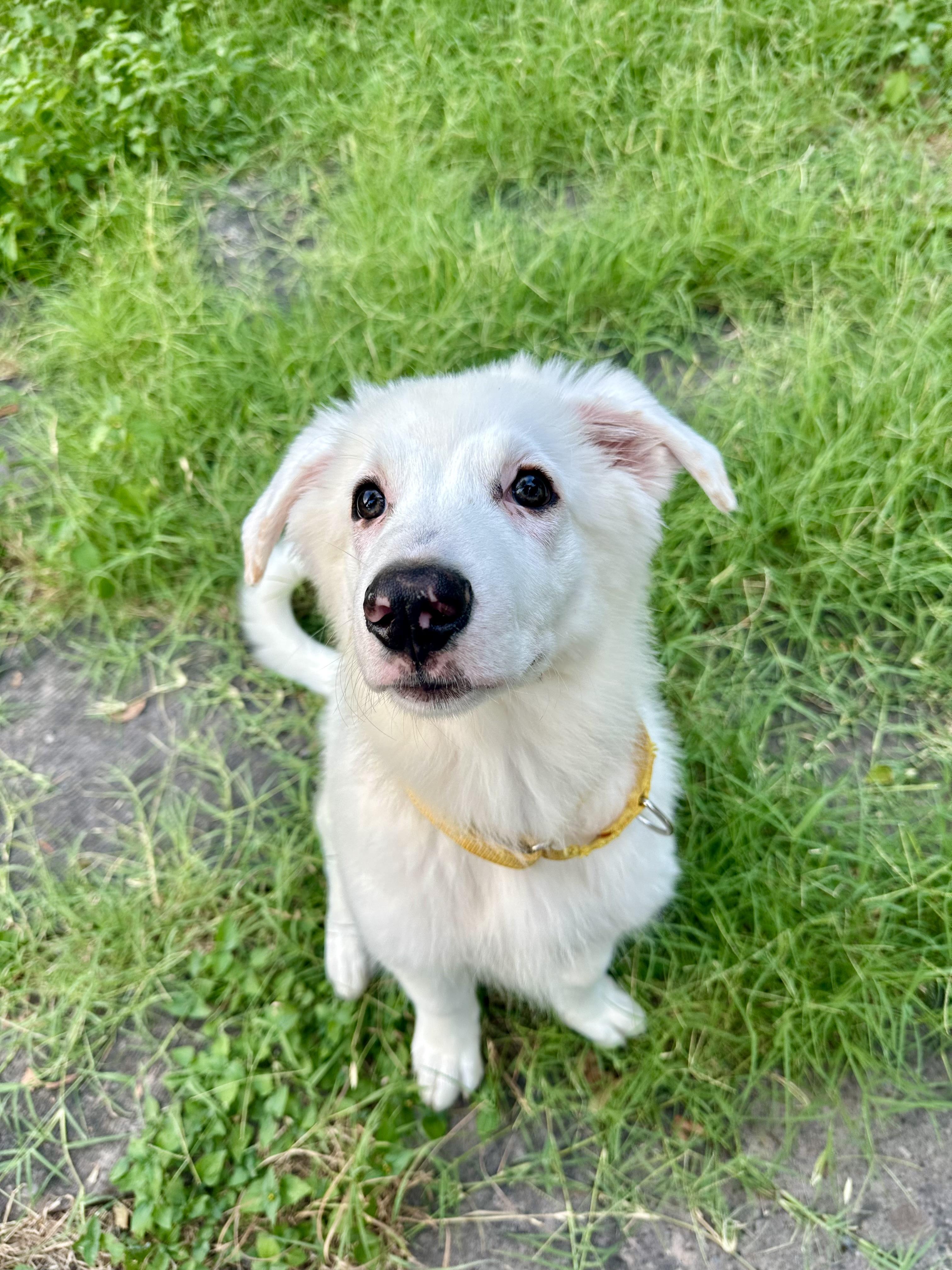 Moby, adopted, Puppy Male Border Collie & Great Pyrenees.