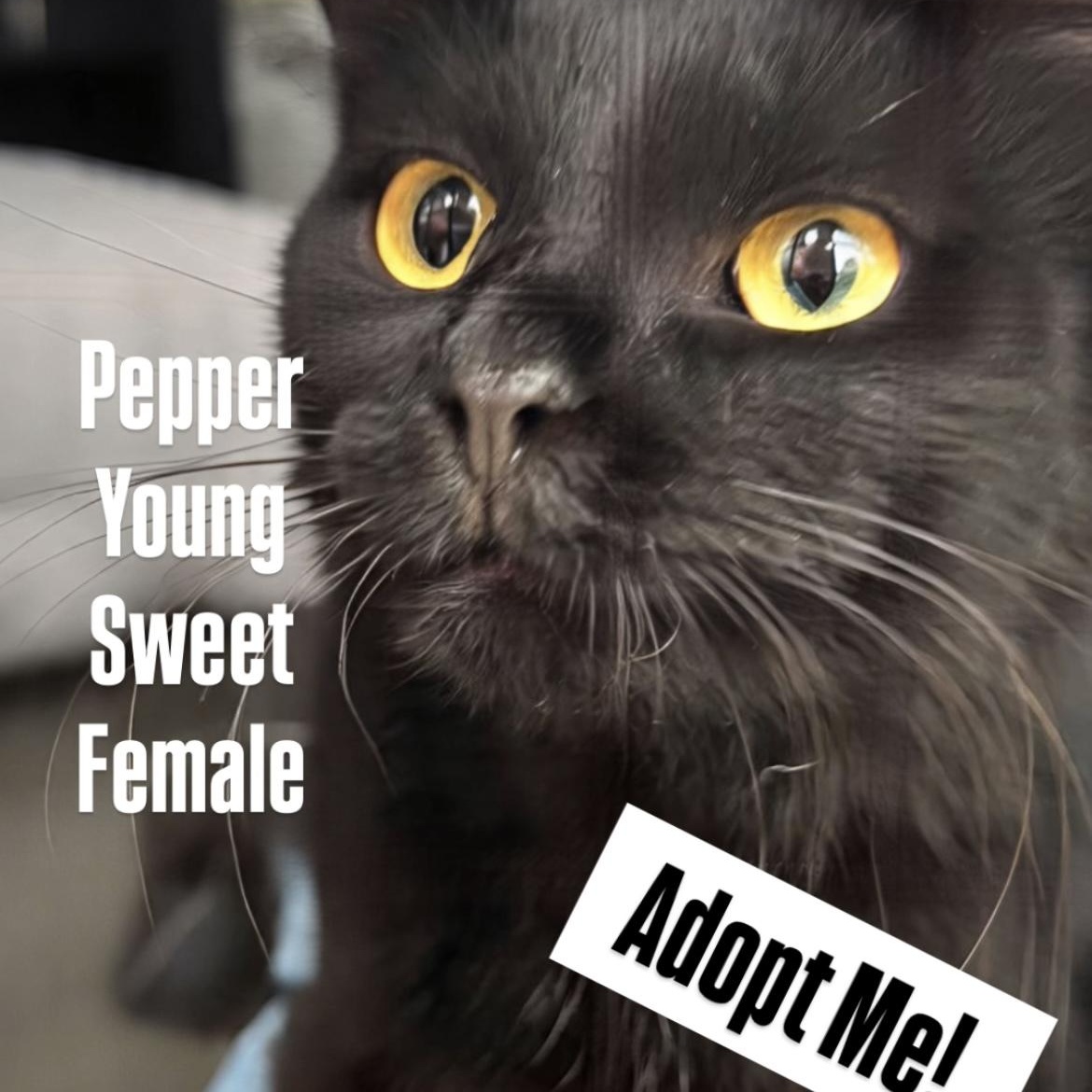 Pepper, Baby Female unknown