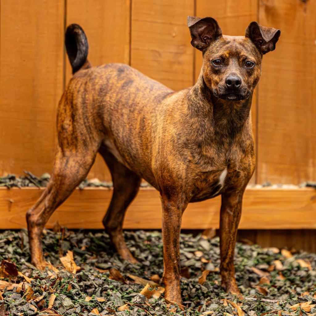 Sherry, Adoptable, Adult Female Mixed Breed.