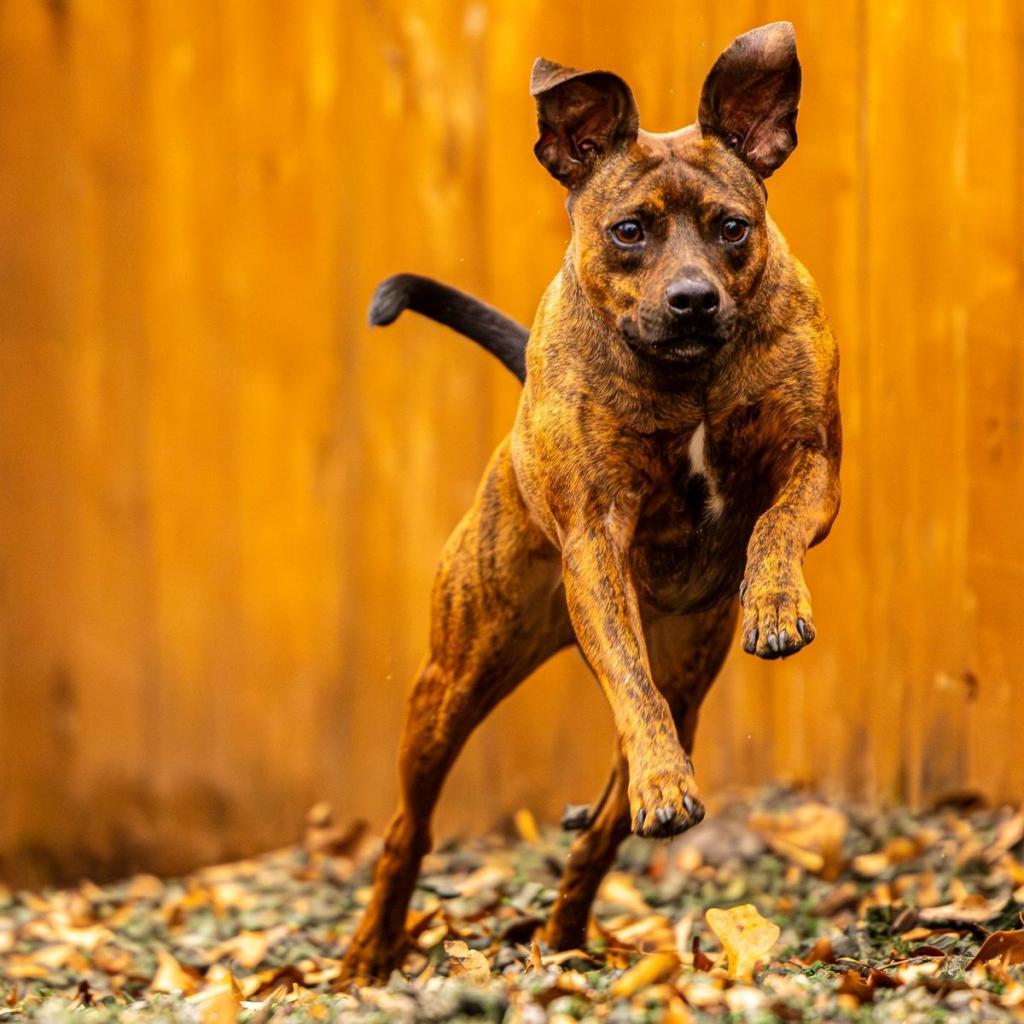 Enlarge Sherry, a Adoptable mixed breed in Decatur, GA image 2/6