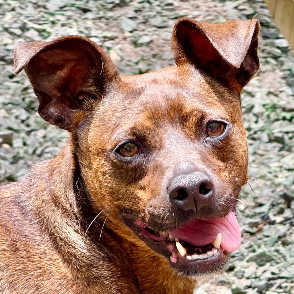 Enlarge Sherry, a Adoptable mixed breed in Decatur, GA image 3/6