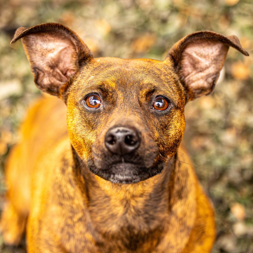 Enlarge Sherry, a Adoptable mixed breed in Decatur, GA image 4/6