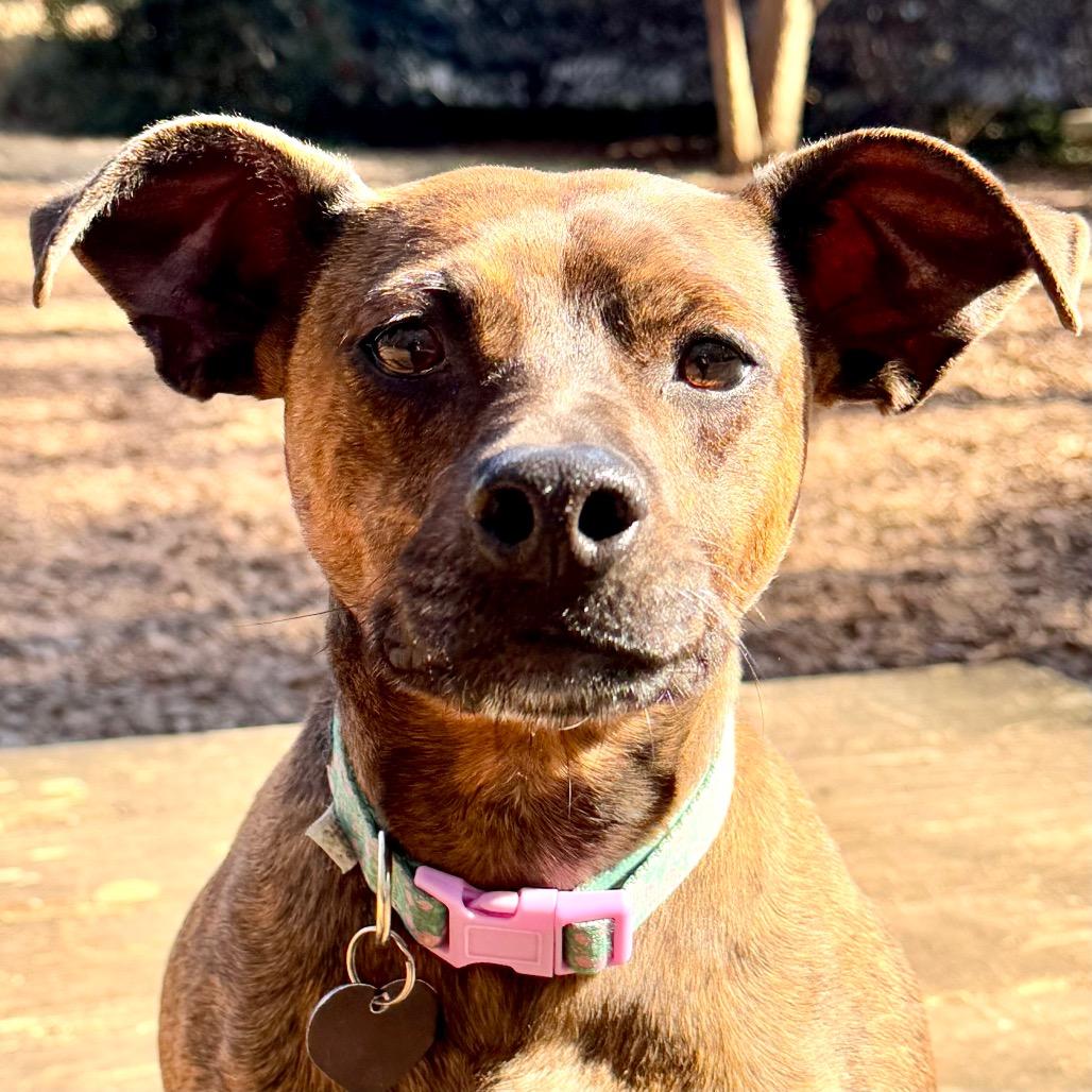 Enlarge Sherry, a Adoptable mixed breed in Decatur, GA image 4/6