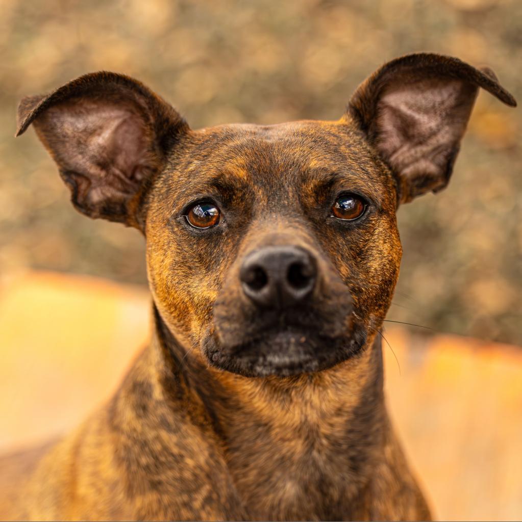Enlarge Sherry, a Adoptable mixed breed in Decatur, GA image 5/6