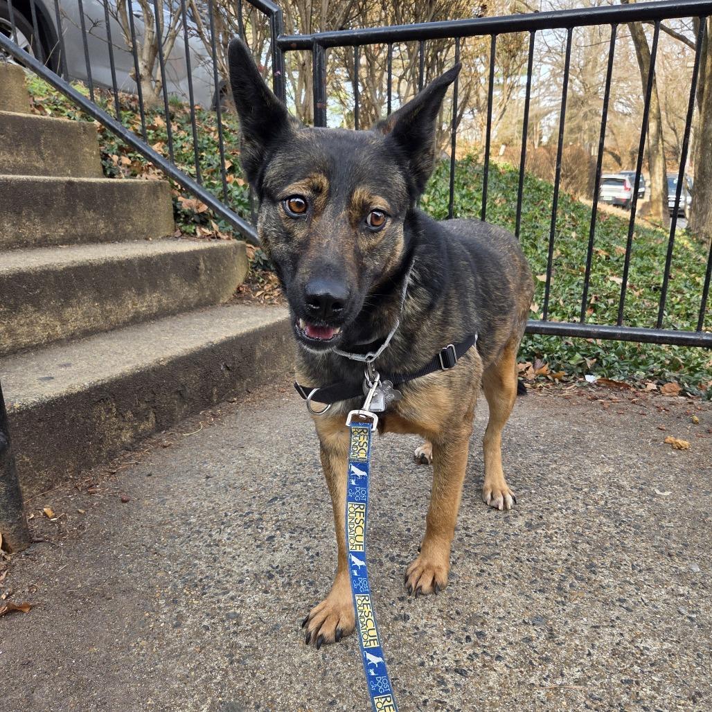 Fable, Adoptable, Young Female Dutch Shepherd.