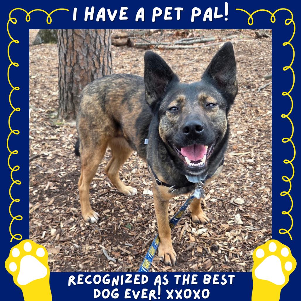 Enlarge Fable, a Adoptable mixed breed in Falls Church, VA image 2/6