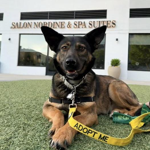 Enlarge Fable, a Adoptable mixed breed in Falls Church, VA image 3/6