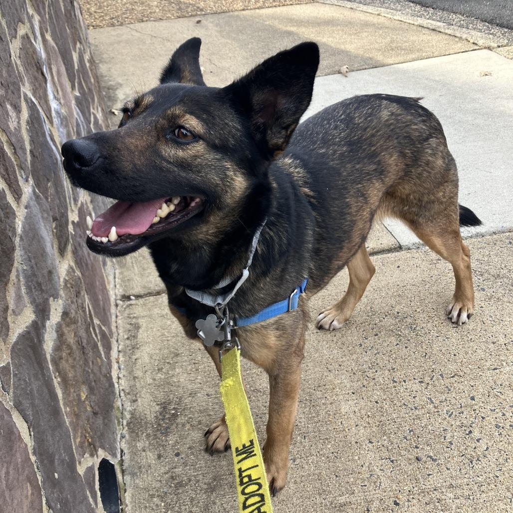 Enlarge Fable, a Adoptable mixed breed in Falls Church, VA image 4/6