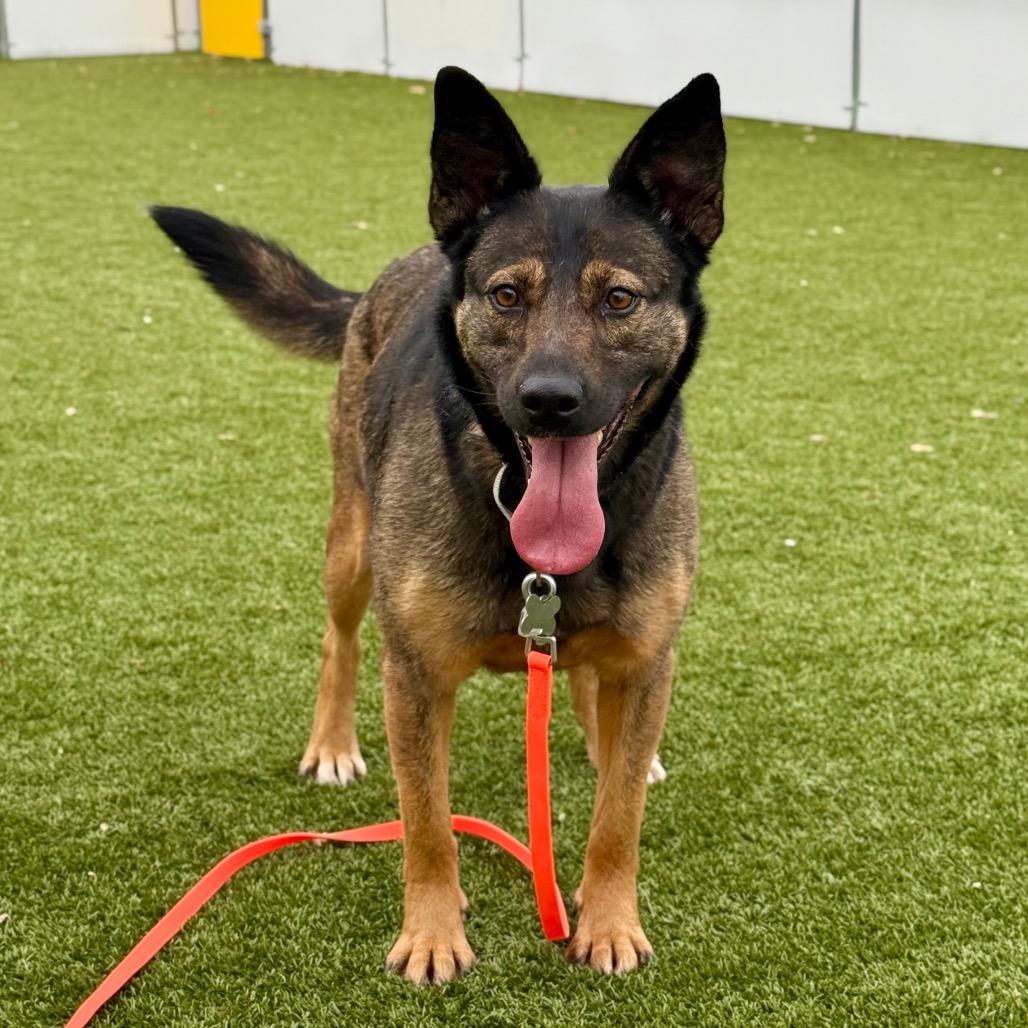 Enlarge Fable, a Adoptable mixed breed in Falls Church, VA image 5/6