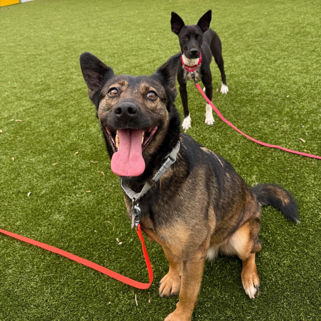 Enlarge Fable, a Adoptable mixed breed in Falls Church, VA image 6/6