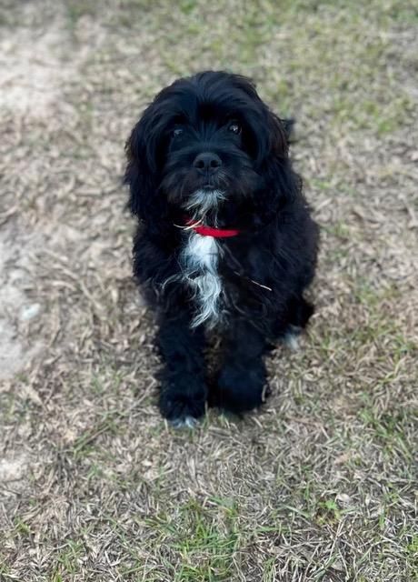 Enlarge Gunther (BEST Family Pup), an adopted mixed breed in Newfoundland, PA image 5/5