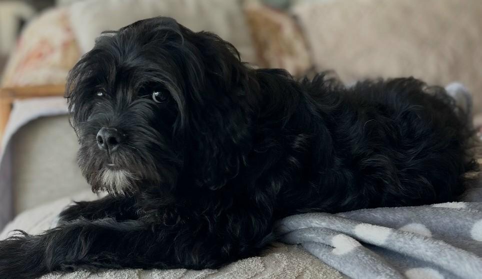 Enlarge Gunther (BEST Family Pup), an adopted mixed breed in Newfoundland, PA image 3/5