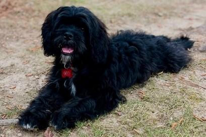Gunther (BEST Family Pup), adopted, Young Male Poodle & Jack Russell Terrier.