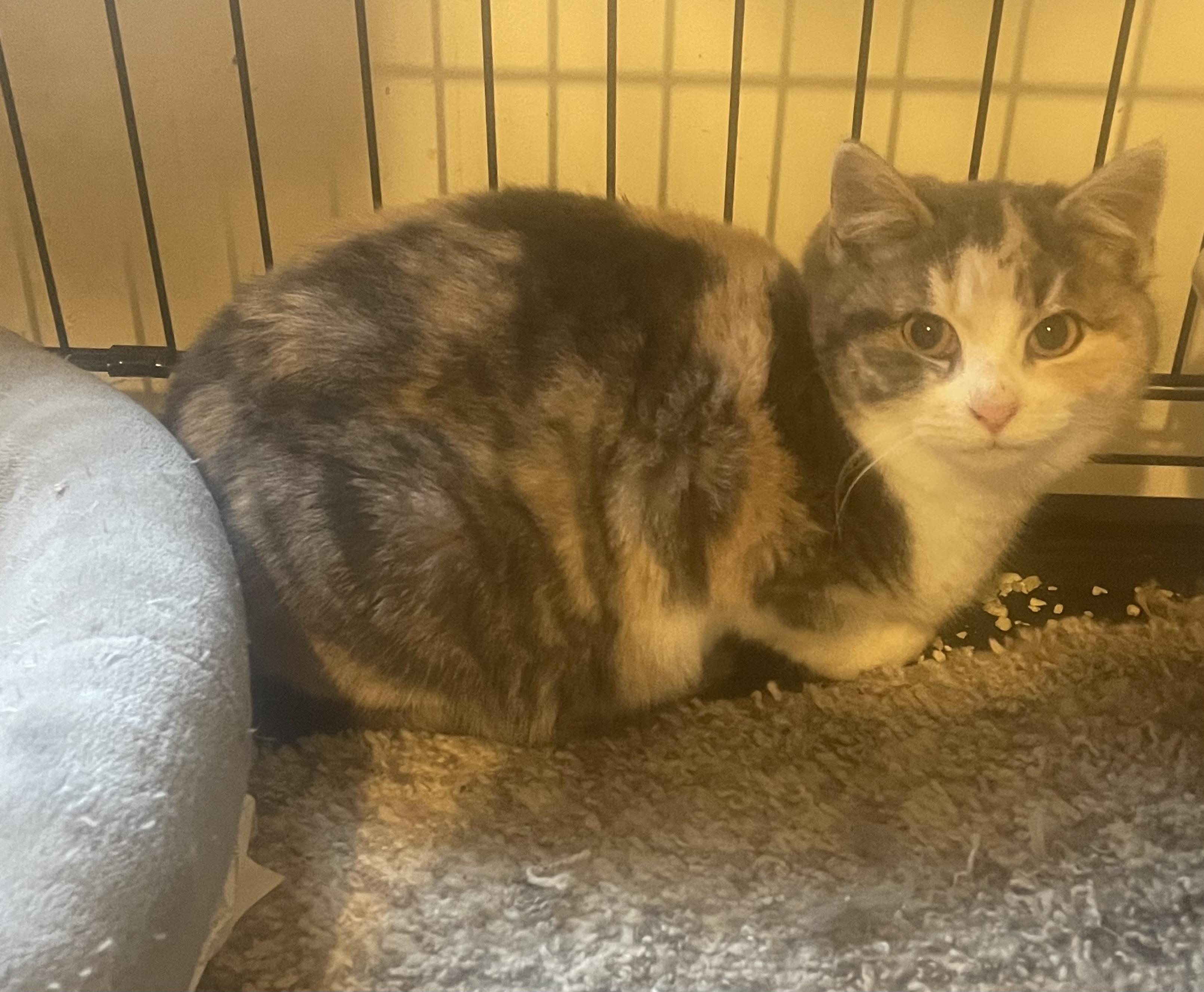 Mindy, ADOPTABLE, Kitten Female Dilute Calico.