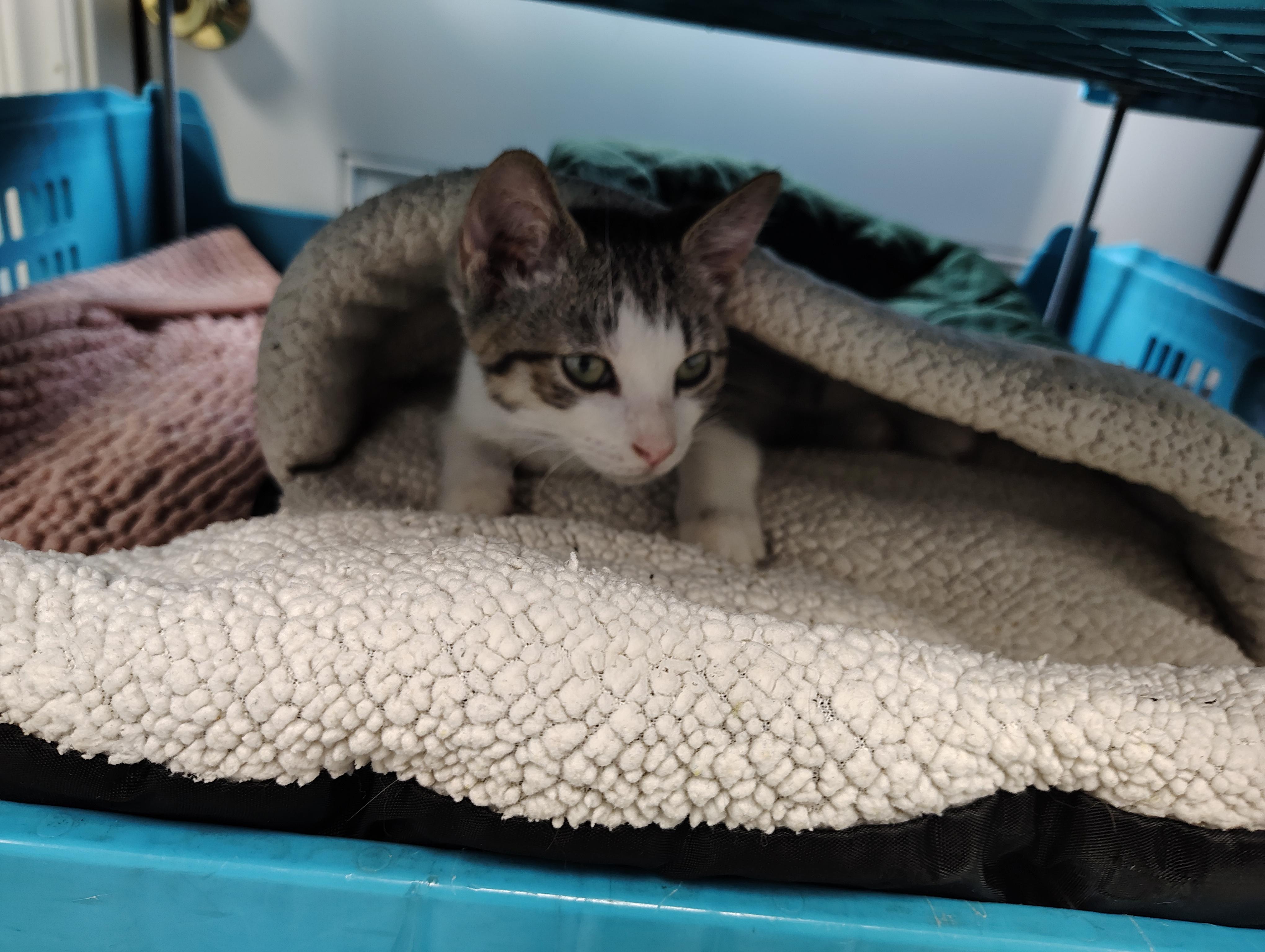Enlarge Kevin, a Adoptable Domestic Short Hair in Farmington, MO image 2/2
