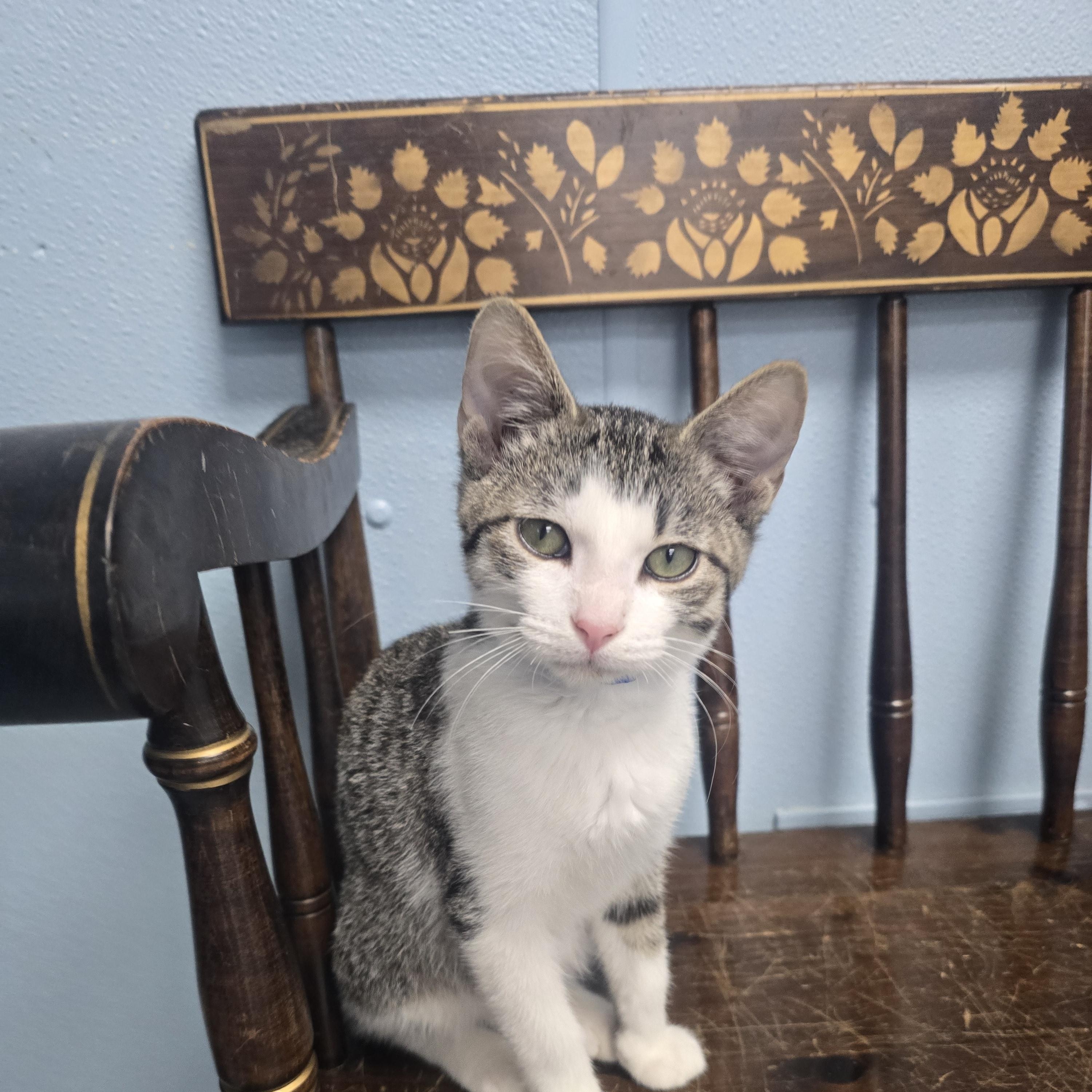Enlarge Kevin, a Adoptable Domestic Short Hair in Farmington, MO image 1/2