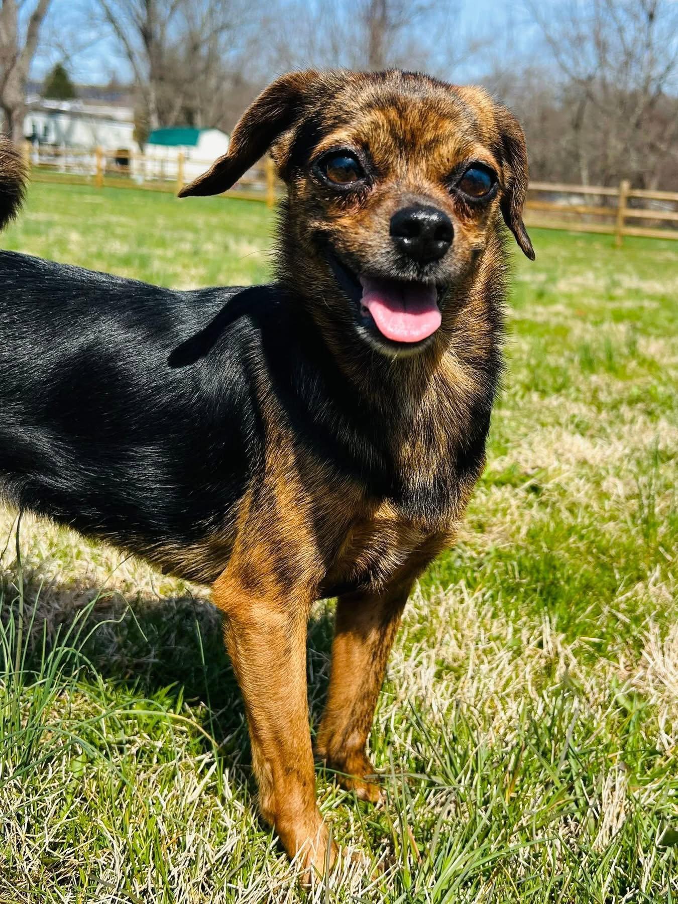 Maria, Adoptable, Young Female Chihuahua.