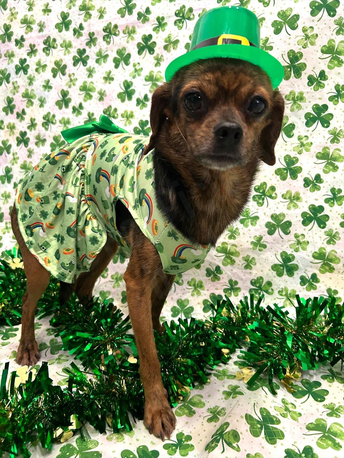 Maria, Adoptable, Young Female Chihuahua.