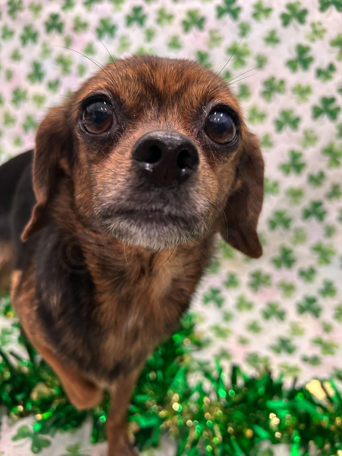 Enlarge Maria, a Adoptable Chihuahua in Elizabethtown, PA image 2/3