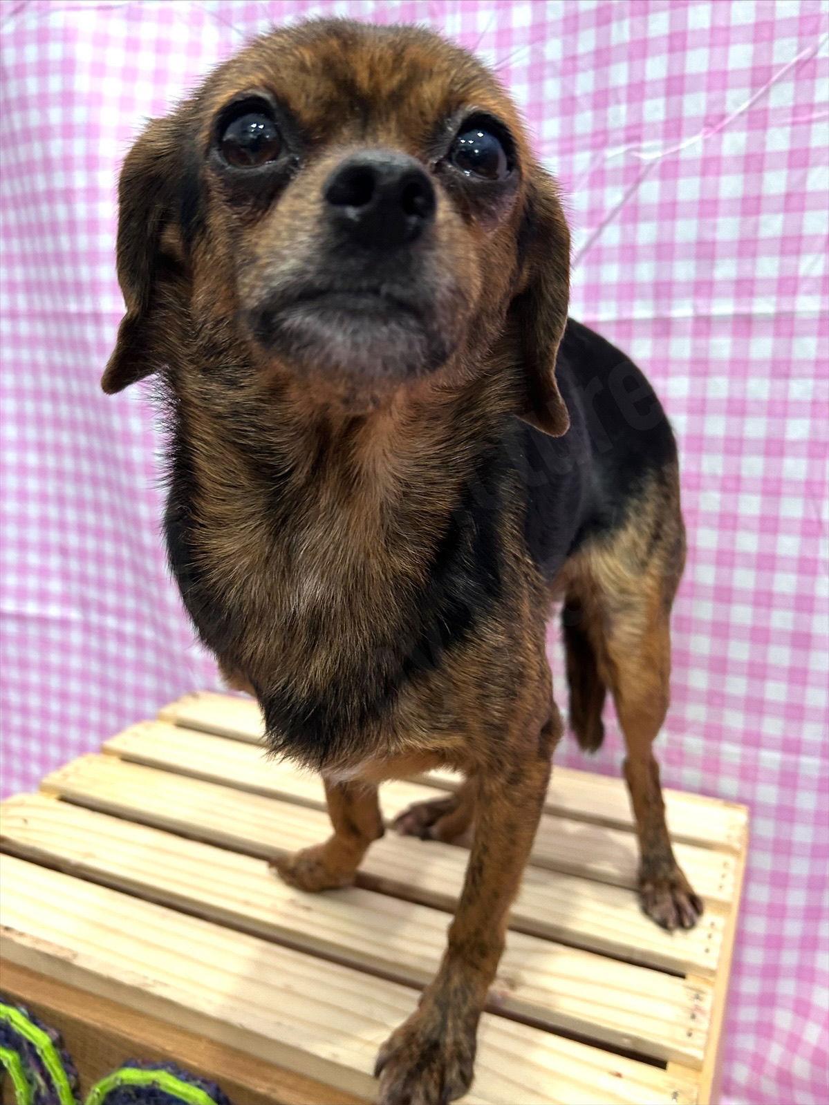 Enlarge Maria, a Adoptable Chihuahua in Elizabethtown, PA image 3/3