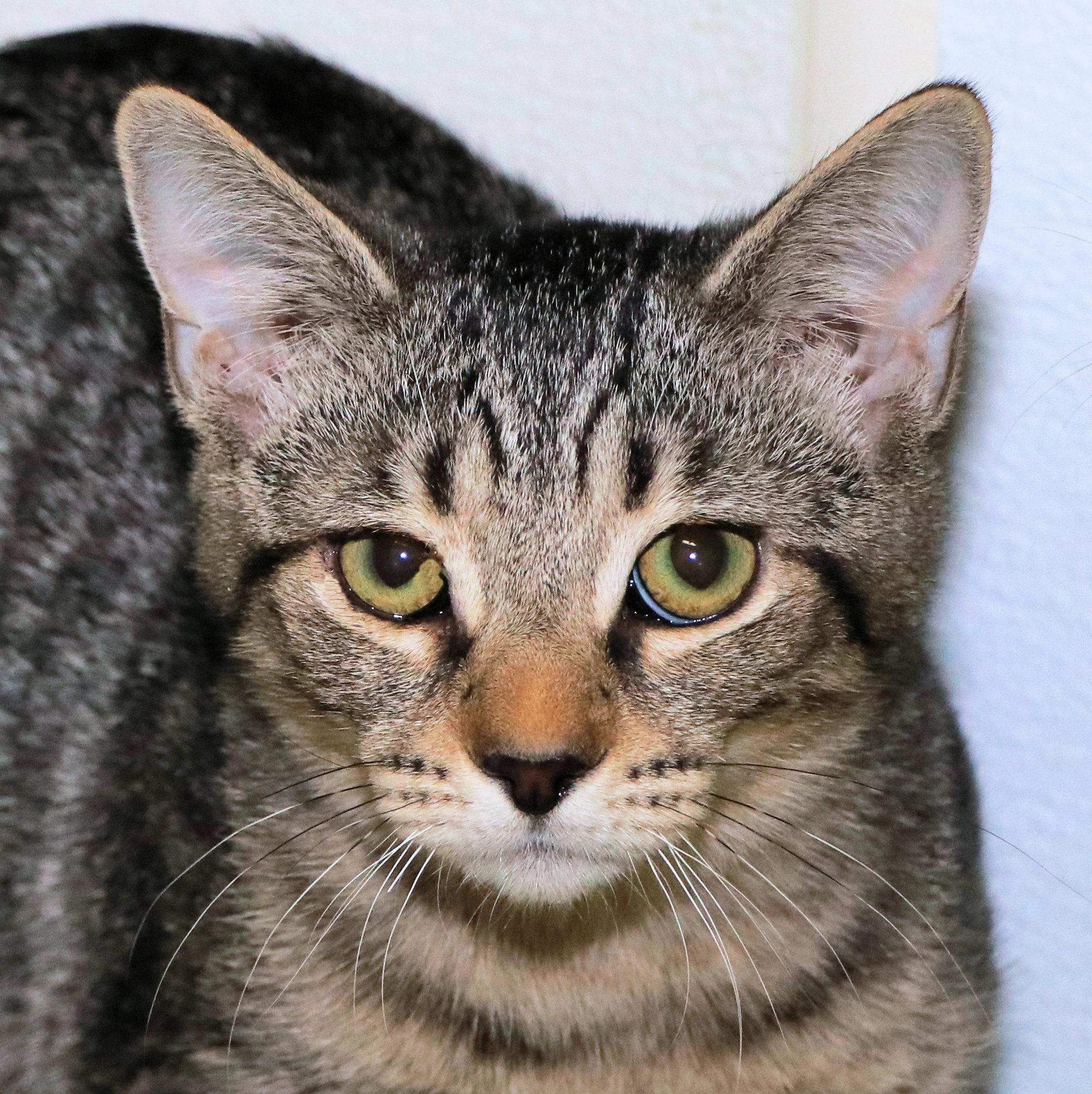 Enlarge Chicago, a ADOPTABLE Domestic Short Hair in Cincinnati, OH image 1/1