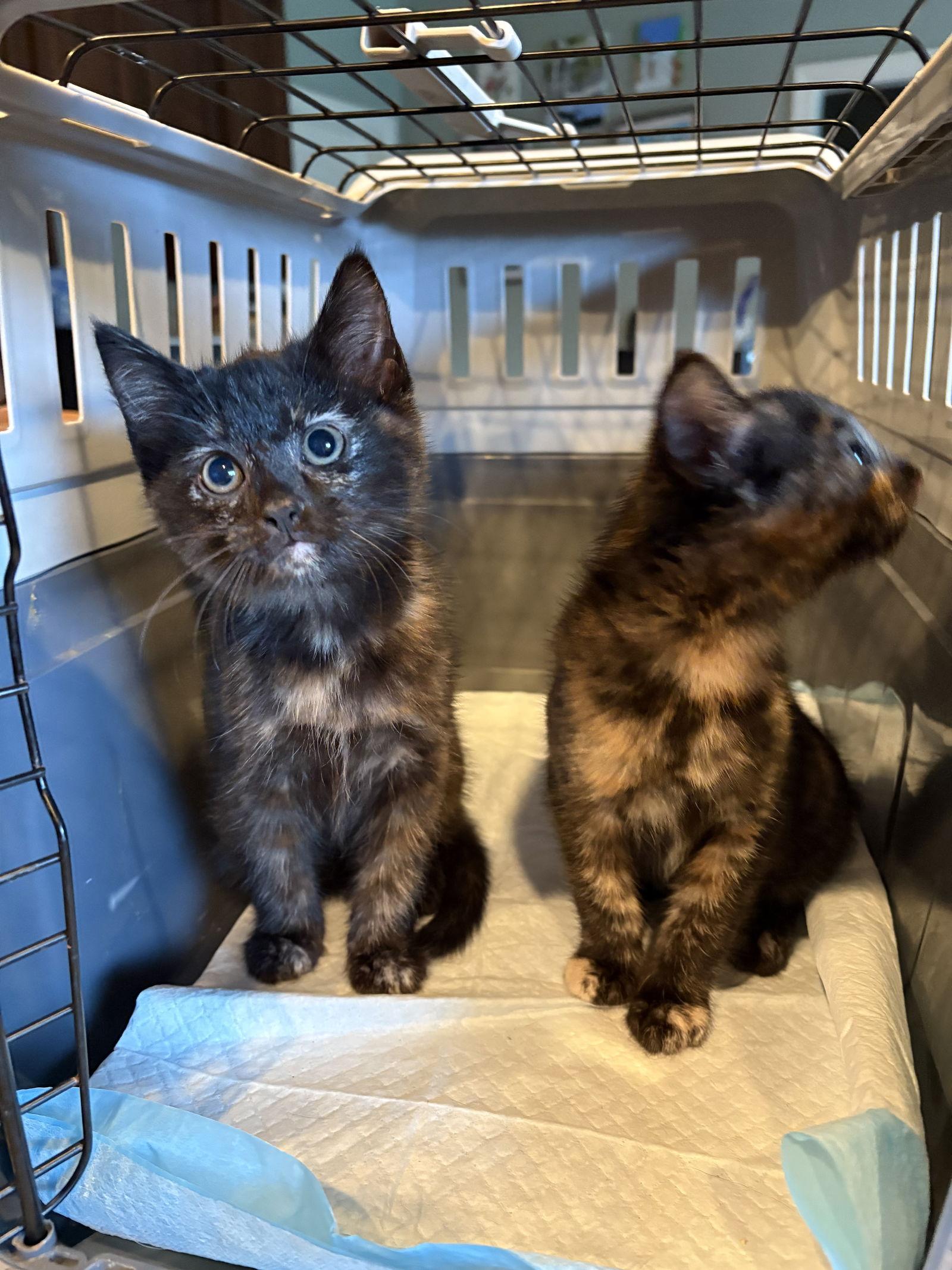 Cupid, Adoptable, Kitten Female Tortoiseshell.