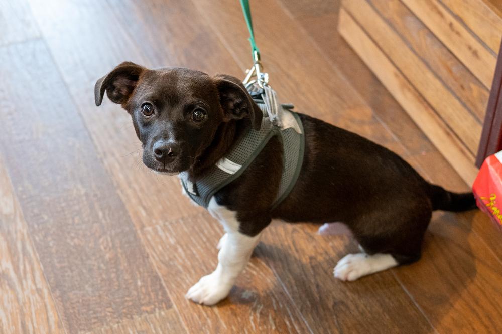 Norris, a Adoptable mixed breed in Mundelein, IL image 1/4