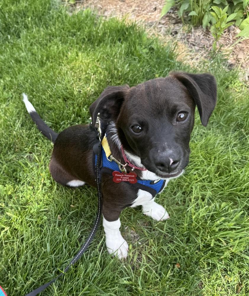 Norris, a Adoptable mixed breed in Mundelein, IL image 2/4