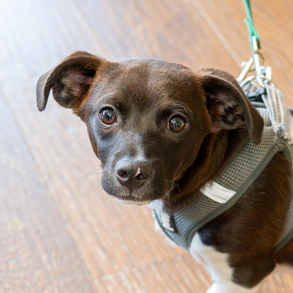 Norris, a Adoptable mixed breed in Mundelein, IL image 3/4