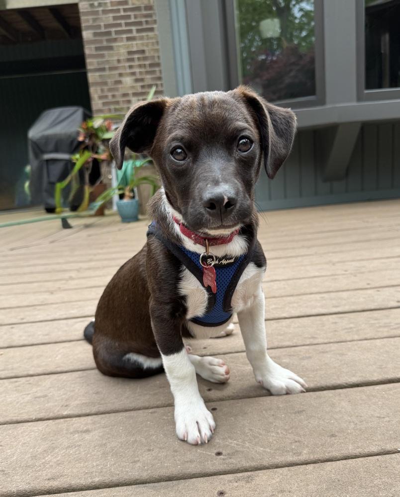 Norris, a Adoptable mixed breed in Mundelein, IL image 4/4