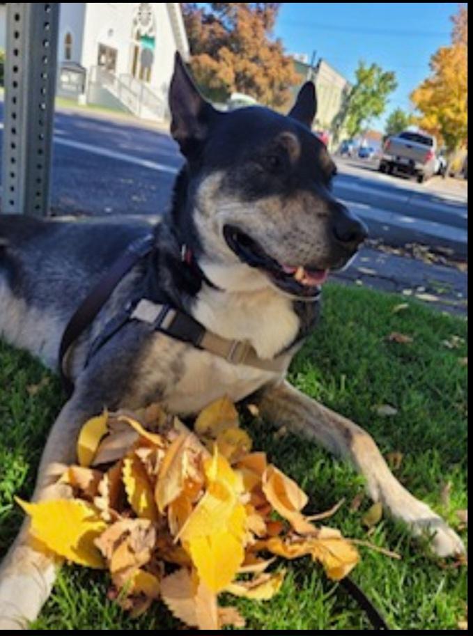 Enlarge Courtesy listing , a Adoptable mixed breed in Bend, OR image 3/6