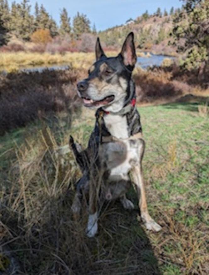 Enlarge Courtesy listing , a Adoptable mixed breed in Bend, OR image 1/6