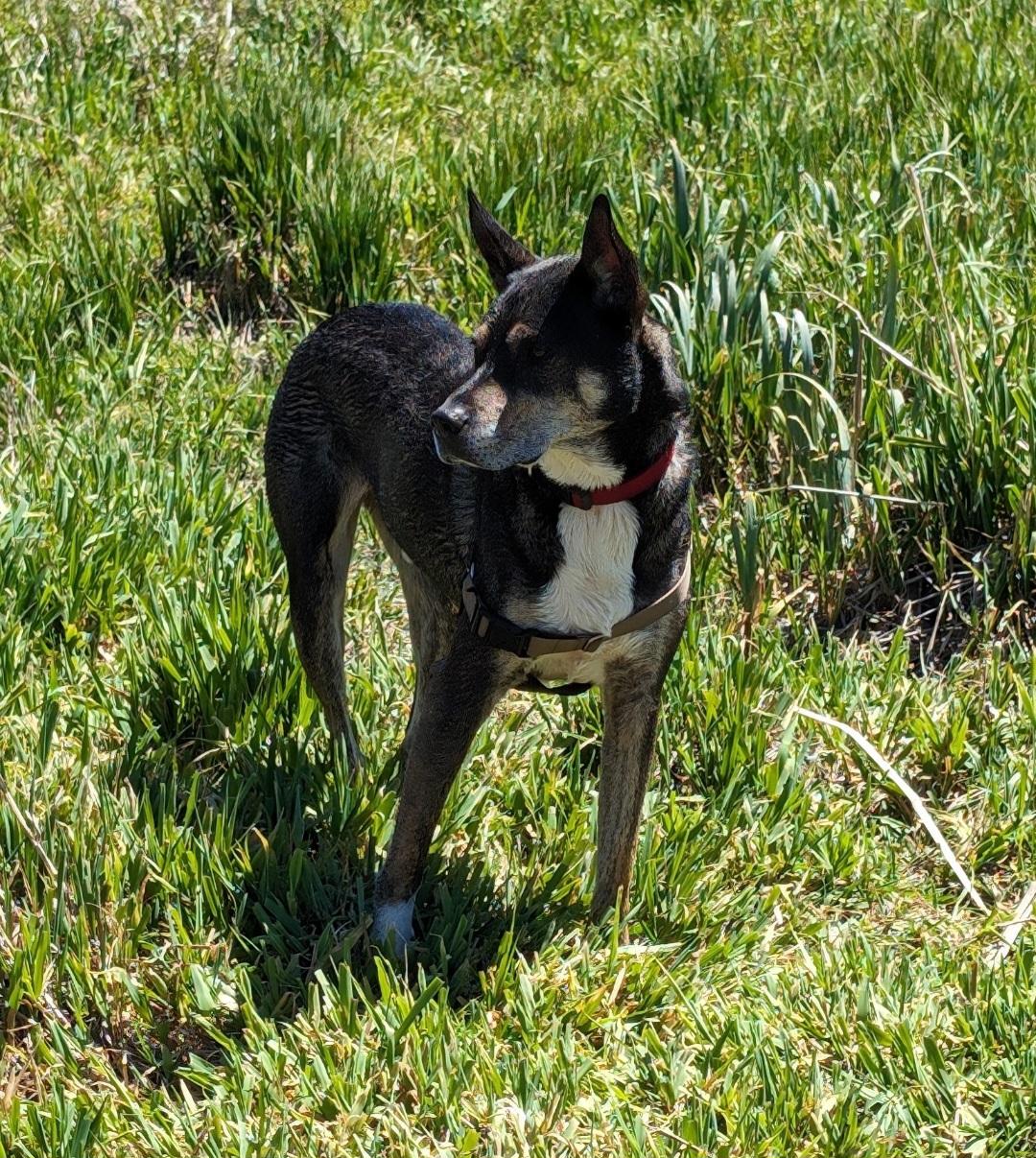 Enlarge Courtesy listing , a Adoptable mixed breed in Bend, OR image 4/6