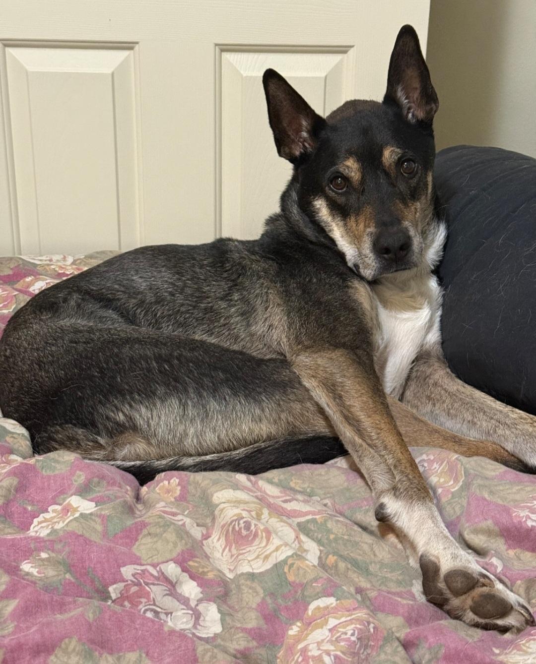 Enlarge Courtesy listing , a Adoptable mixed breed in Bend, OR image 2/6