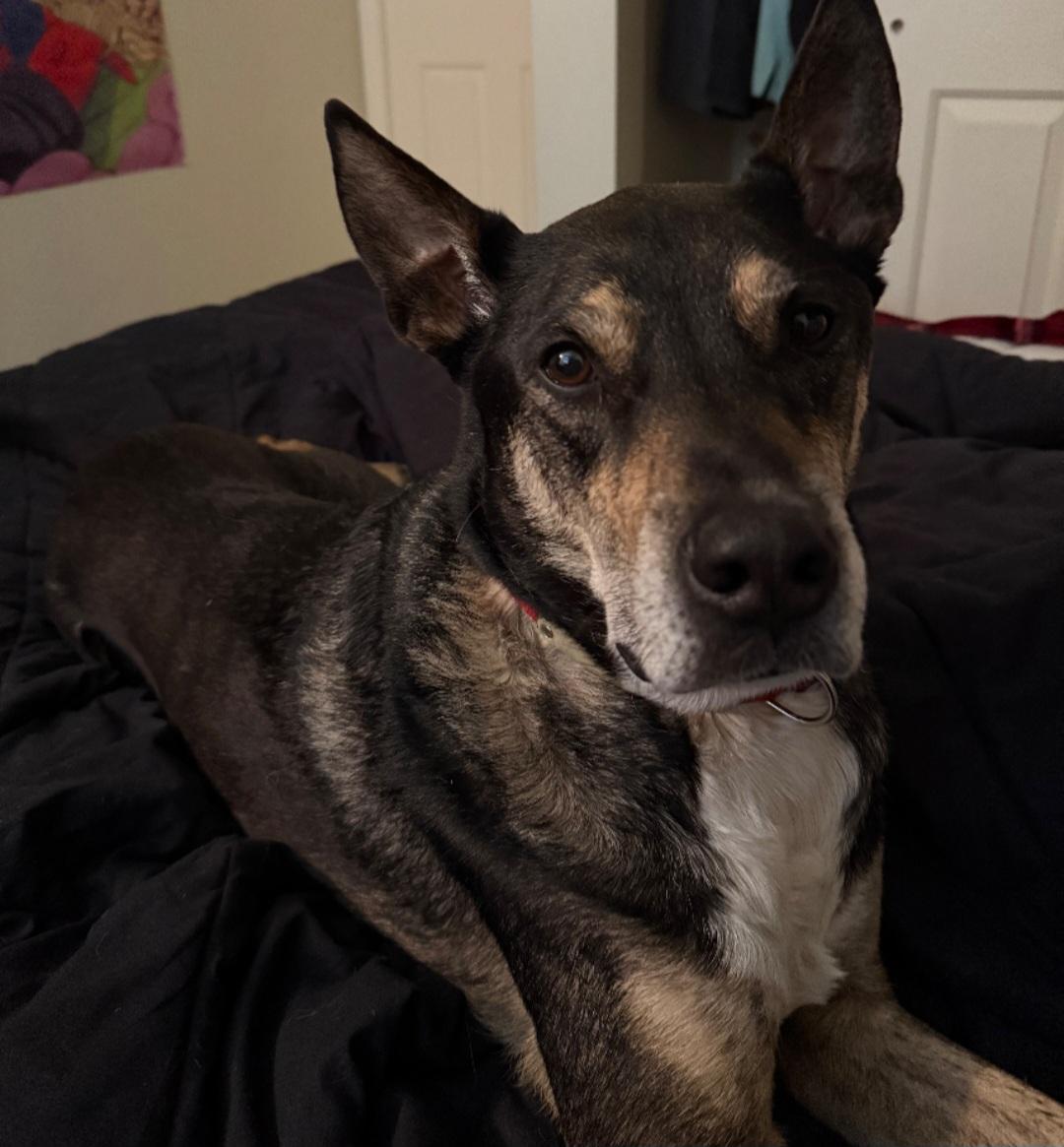 Enlarge Courtesy listing , a Adoptable mixed breed in Bend, OR image 5/6