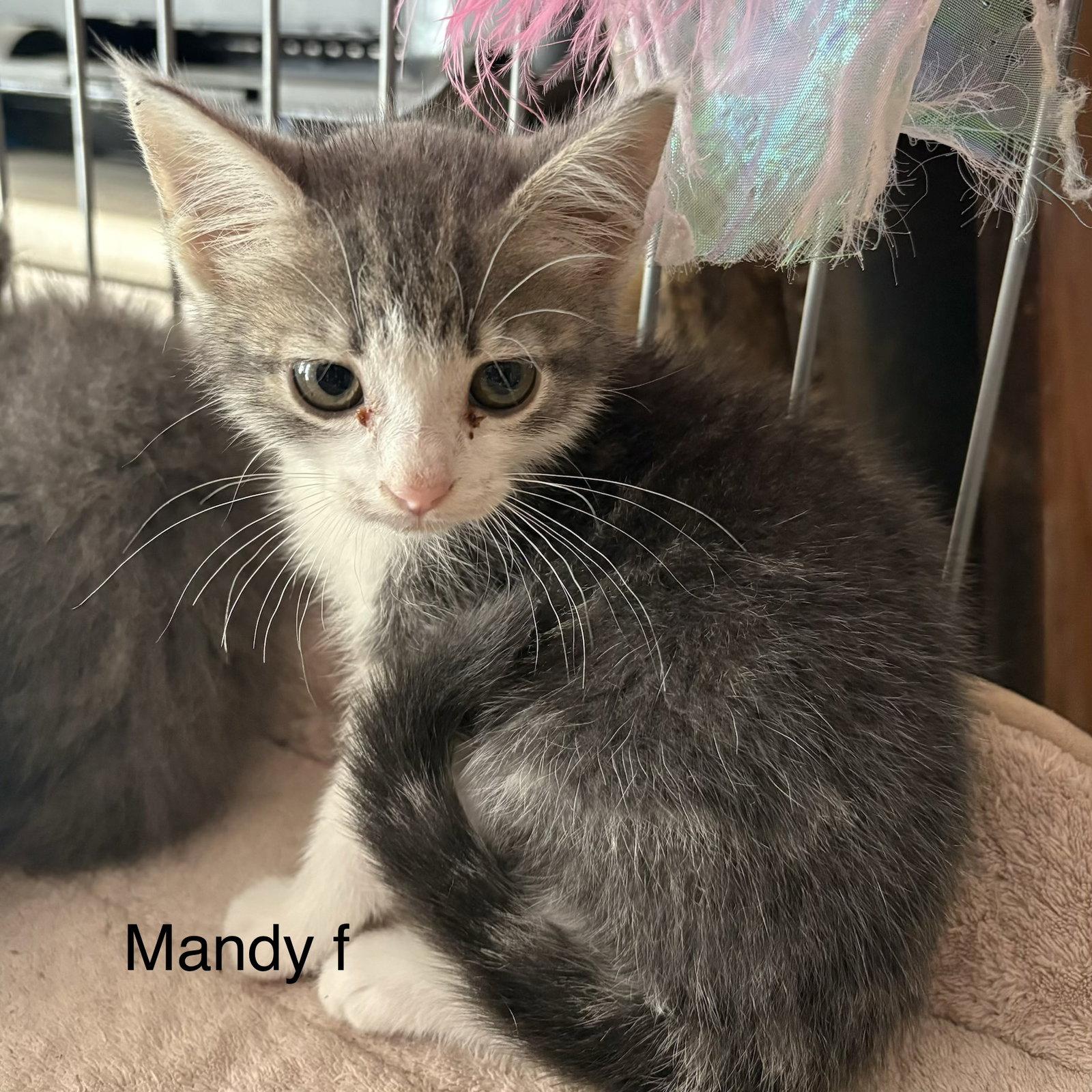 Mandy (rt), Adoptable, Kitten Female Domestic Short Hair.