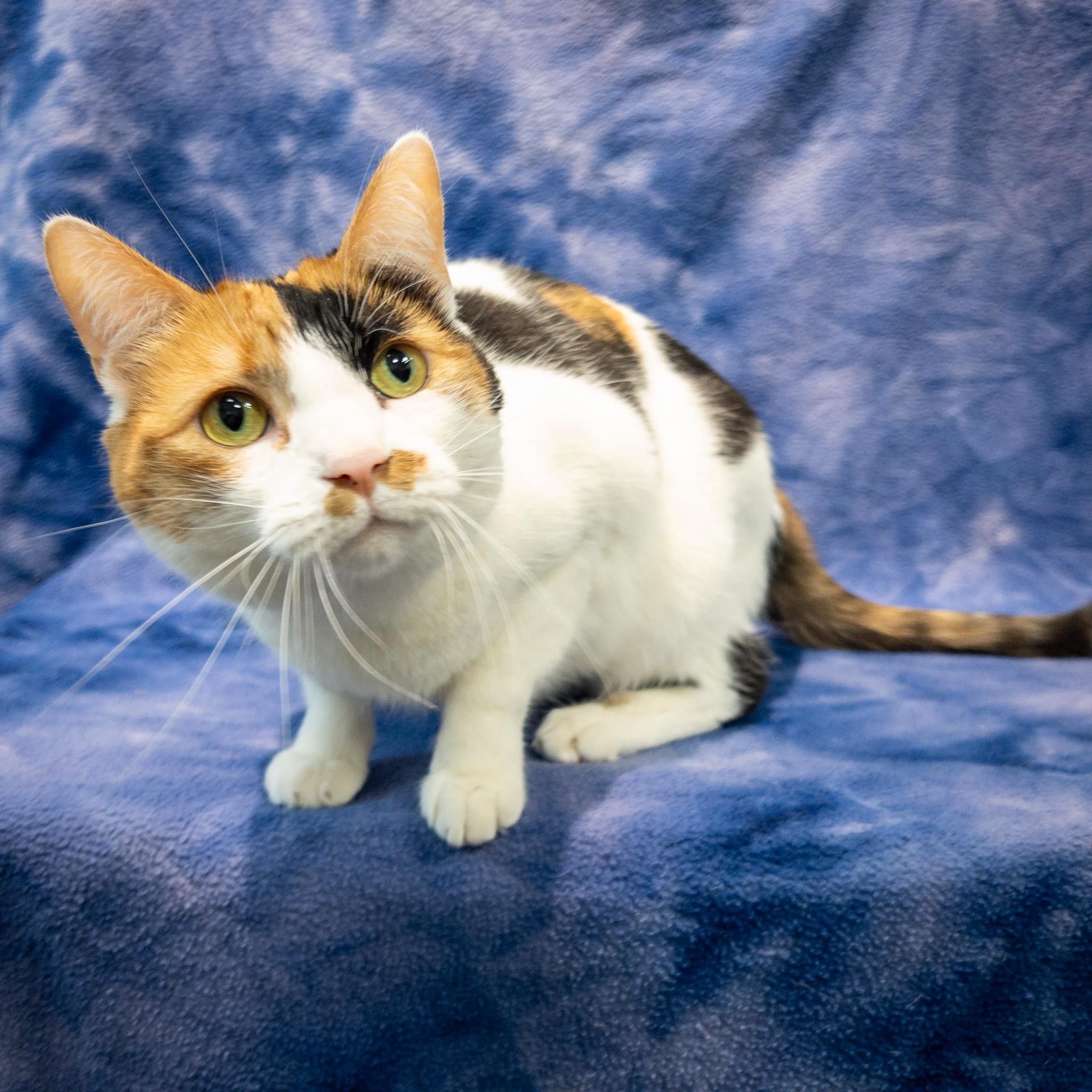 Enlarge Eloise, a Adoptable mixed breed in Overland Park, KS image 2/4