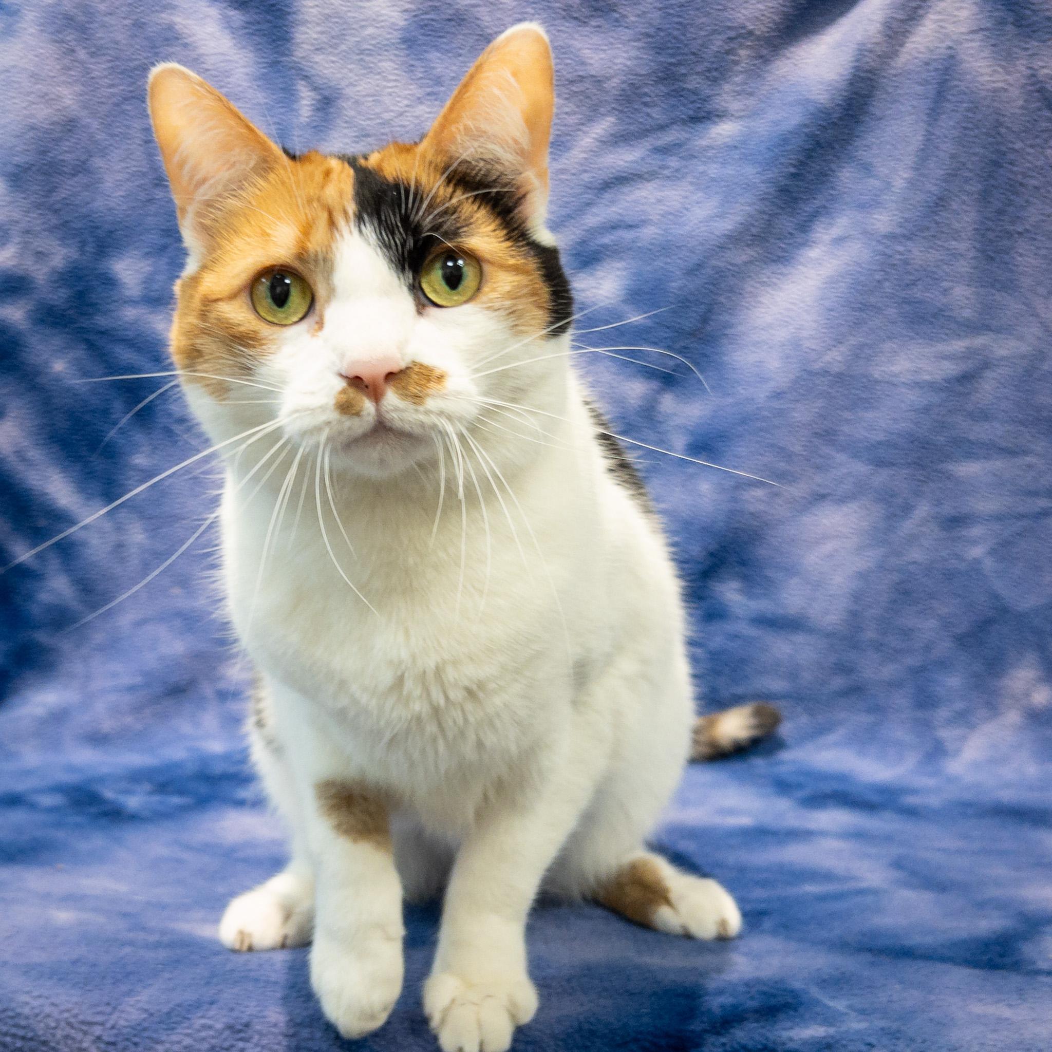 Enlarge Eloise, a Adoptable mixed breed in Overland Park, KS image 1/4