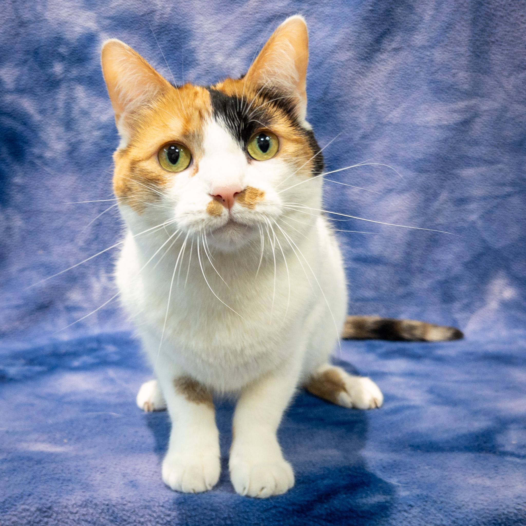 Enlarge Eloise, a Adoptable mixed breed in Overland Park, KS image 4/4