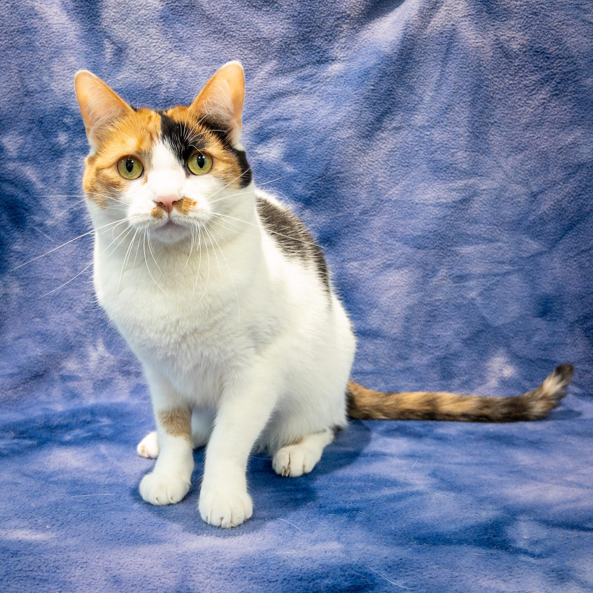 Enlarge Eloise, a Adoptable mixed breed in Overland Park, KS image 3/4