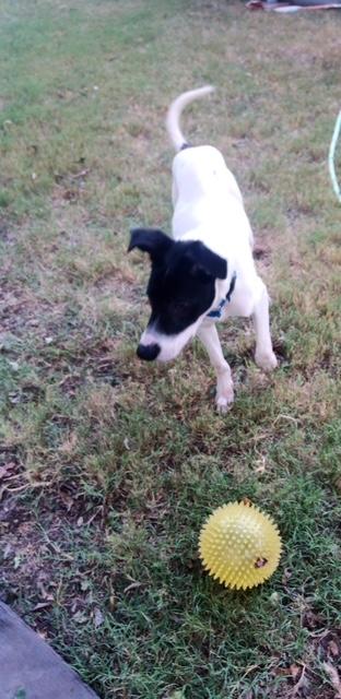 Way-lon, an adoptable McNab, Collie in Conway, AR, 72032 | Photo Image 1
