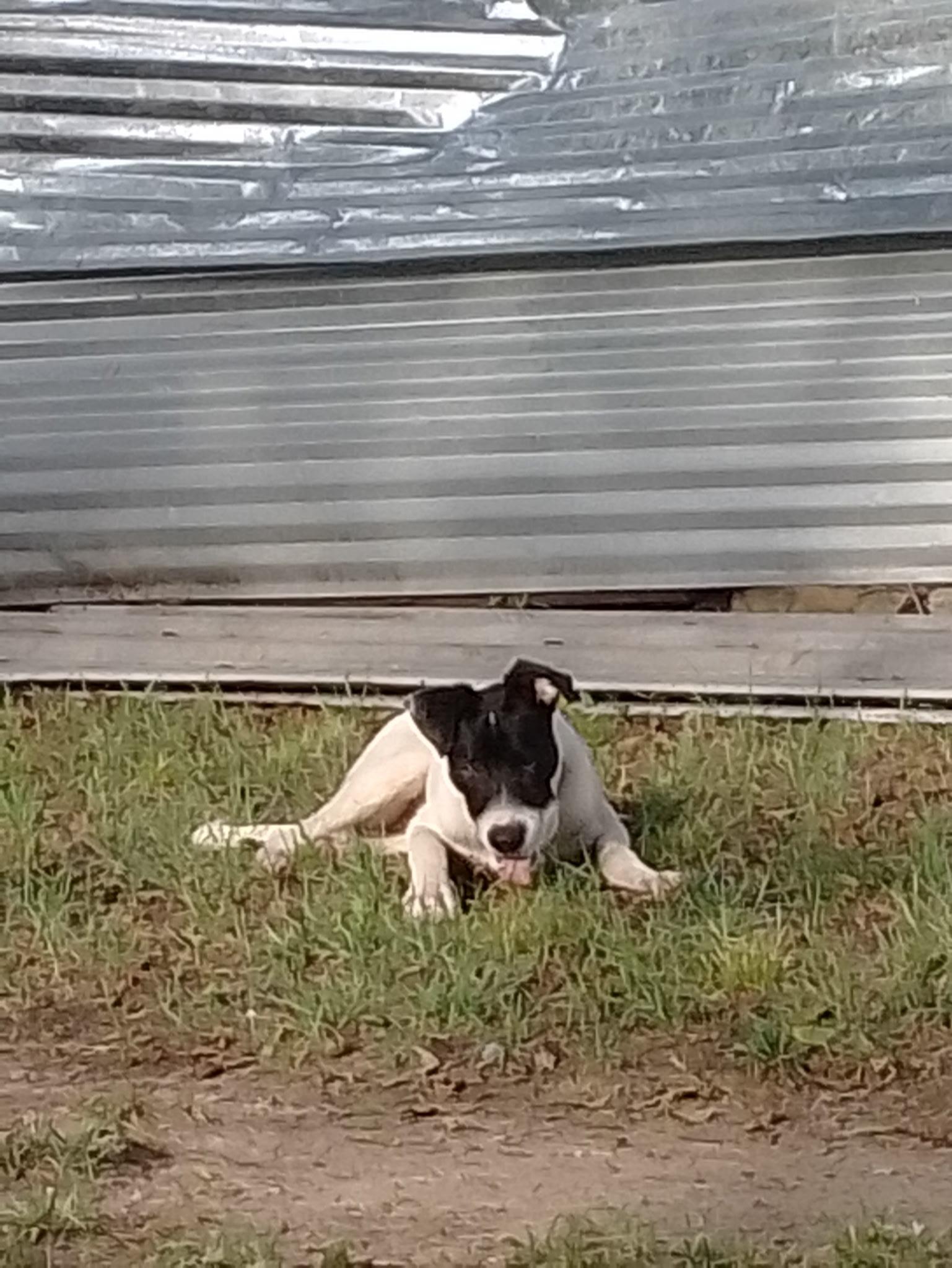 Way-lon, an adoptable McNab, Collie in Conway, AR, 72032 | Photo Image 6