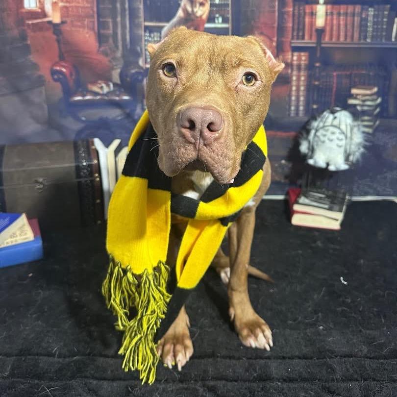 Harvey Dent — thumbnail 2