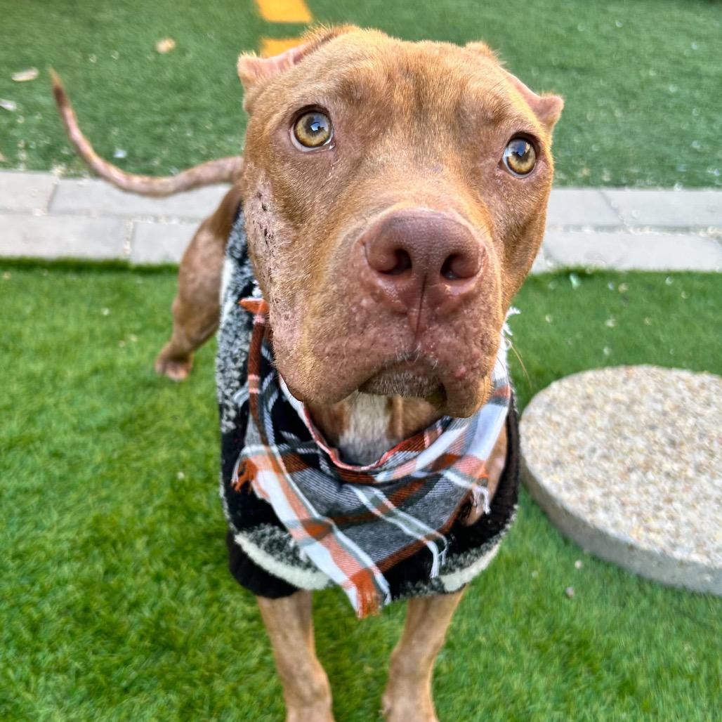 Harvey Dent — thumbnail 4